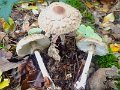 Chlorophyllum olivieri-amf2222